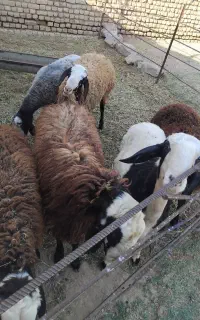 بره چاق