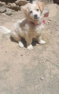 سگ خانگی