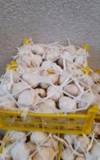 سیر تازه همدان
