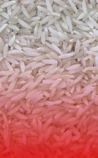 استخدام دستیار و منشی