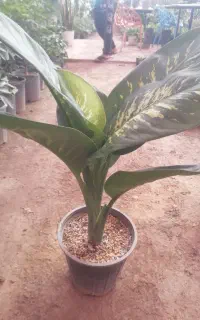 دیفن