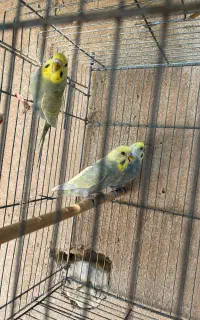 مرغ عشق رینبو یا رنگین کمانی