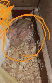 جوجه عروس هلندی سفید