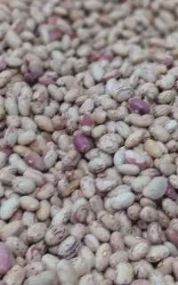 لوبیا خوراک(چیتی) درکه یک