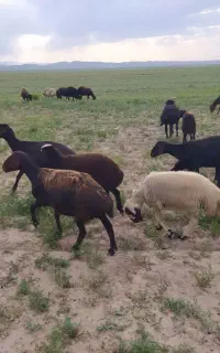 میش افشاری لخت