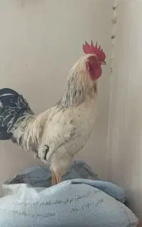 خروس‌جوان طعبی