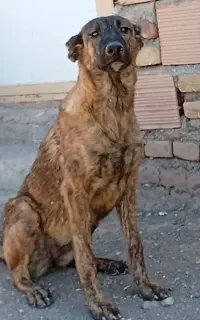 سگ  کوچوک
