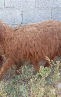 میش بز بره چاق گوشتی