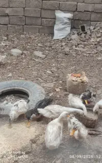 اردک