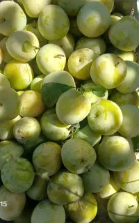 با سلام  سارالوی درجه یک  خوشمزه