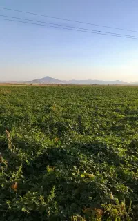 کارگرلوبیا