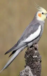 گمشده عروس هلندی
