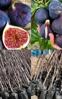 انجیر بوم حس باغ پربار