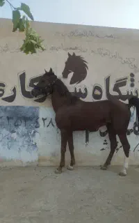 اسب