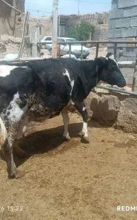 گاو گوساله جوان