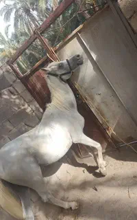 اسب یکسر خارجی دارای میکروچیپ