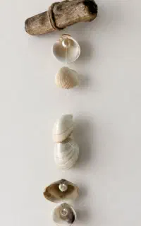صدف