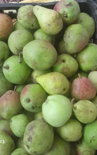 شلیل و گلابی