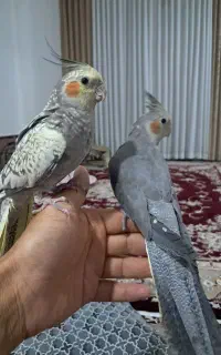 عروس هلندی ۲عدد