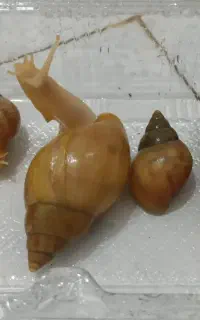 حلزون آلبینو