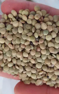 عدس مغان بوجاری شده