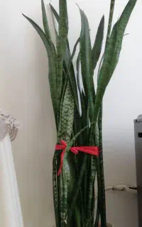 گل سانسوریا