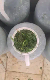 خیارشور