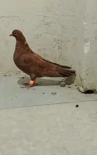 کبوتر