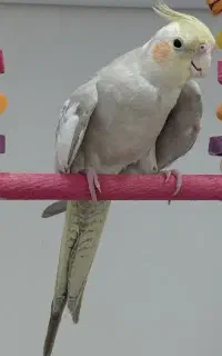 عروس هلندی گمشده
