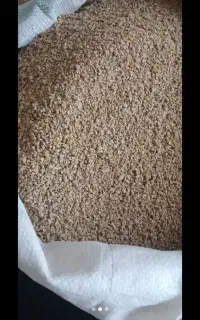 دان مرغ یا کنسانتره دان بوقلمون