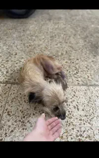 گمشده سگم