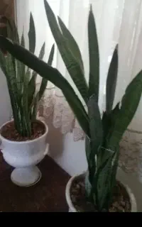 گل سانسوریا