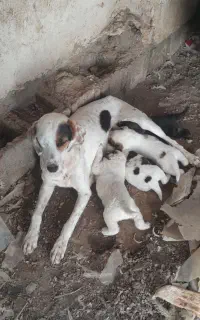 سگ شکاری اصل انگلیسی