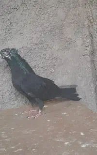 کبوتر