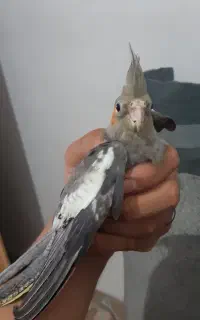 جوجه عروس هلندی ۱ماهه