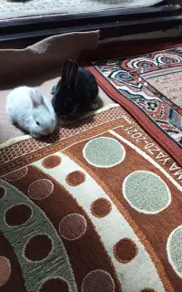 بچه خرگوش