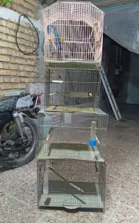 قفس