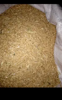 گندم دیم