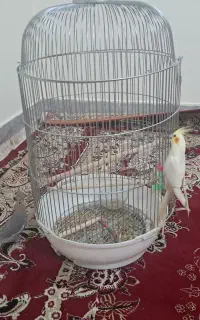 عروس هلندی