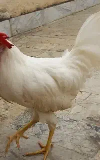 فروش خروس