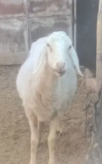 میش آبستن