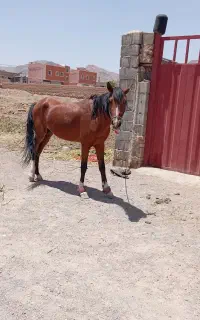 اسب