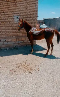 مادیان