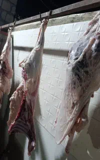 گوشت بزغاله و بره