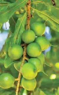 فندق ماکادمیا نهال