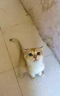 بریتیش اسکاتیش گلد