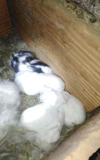 ۴ عدد بچه خرگوش رنگی