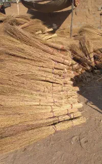 جارو ولوبیا