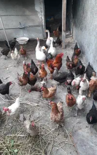قوغاز خروس مرغتخمگذار