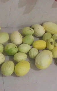 خوراک دام گیلوی ۱۰تومان